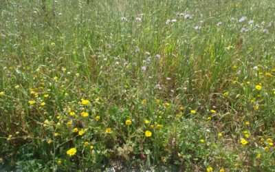 Tercena – terreno urbano